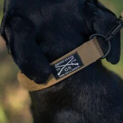 Accessories Quick Release Coyote Dog Collar 12 Accessories Quick Release Coyote Dog Collar -Fashion Trend Clothing Store BlankPoster 2000x2000 GS5521 GruntStyleQuickReleaseCoyoteDogCollar 2